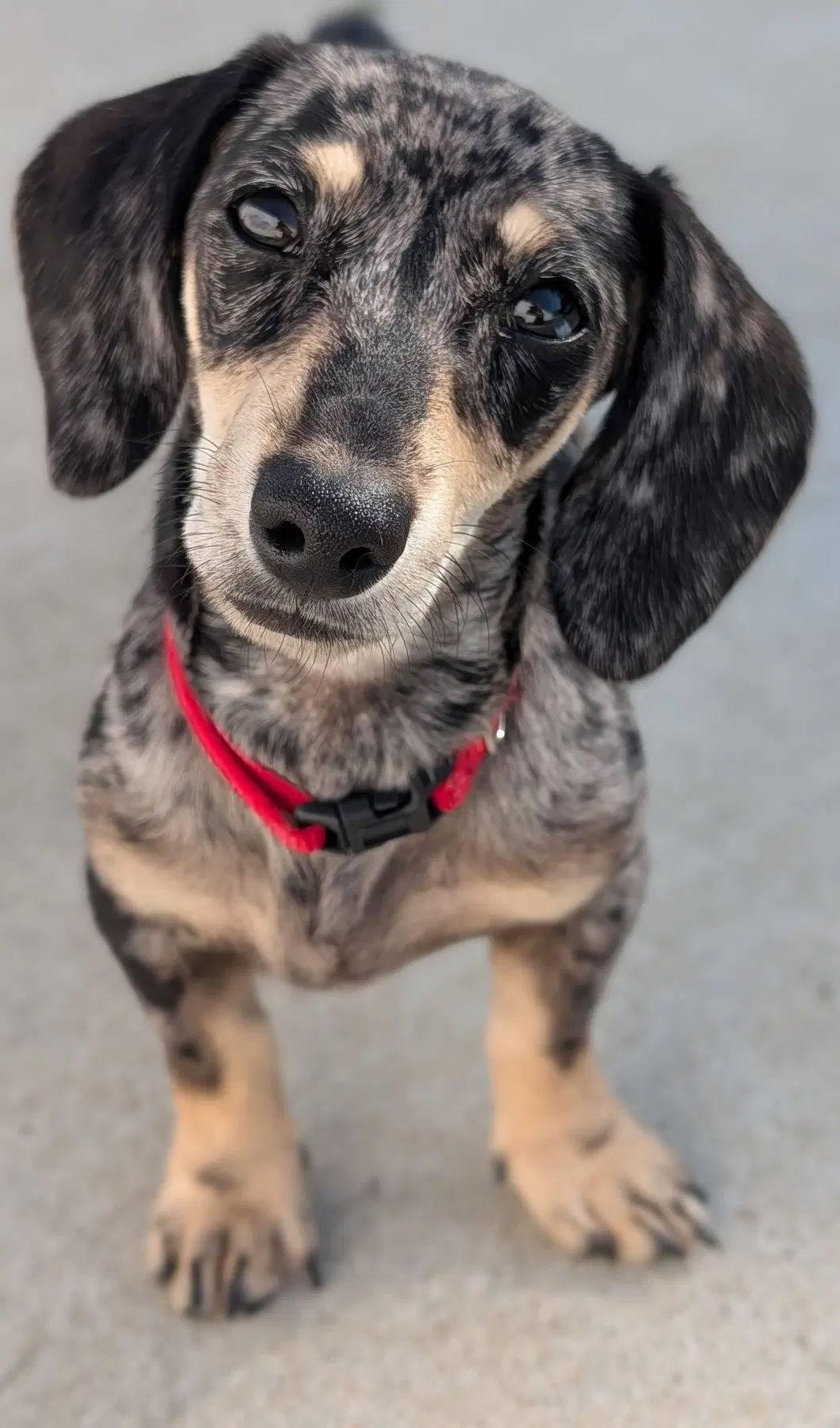 Gigi In Tn - Dachshund