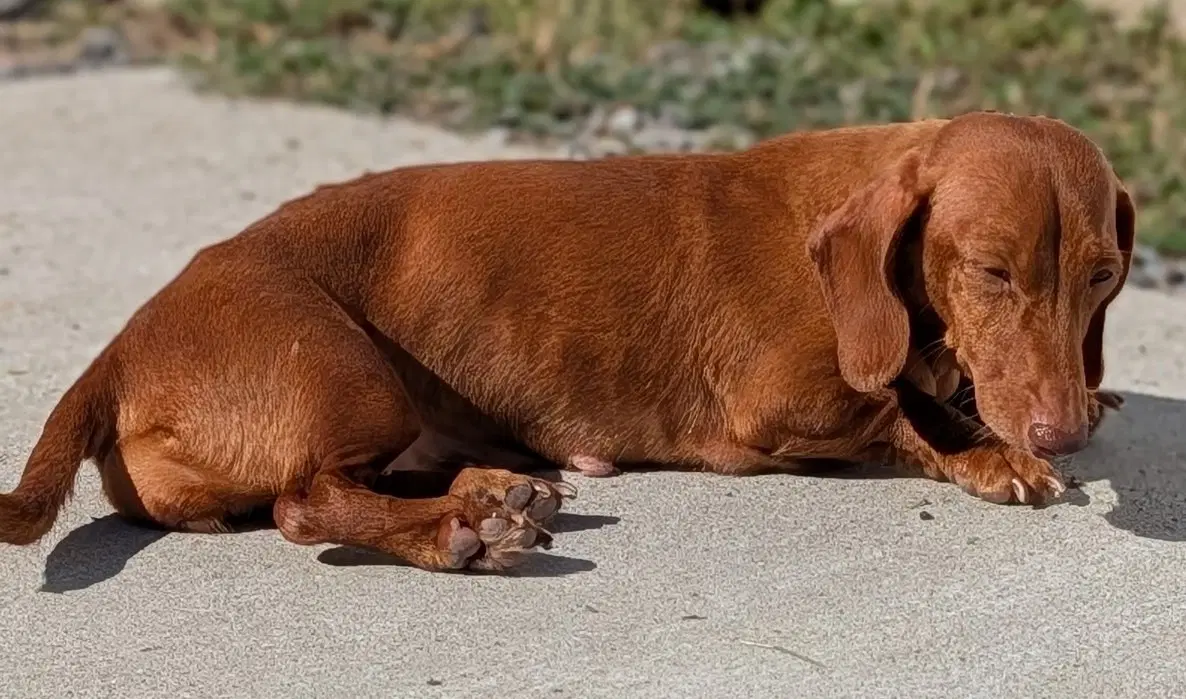 Rosie In Tn image 3
