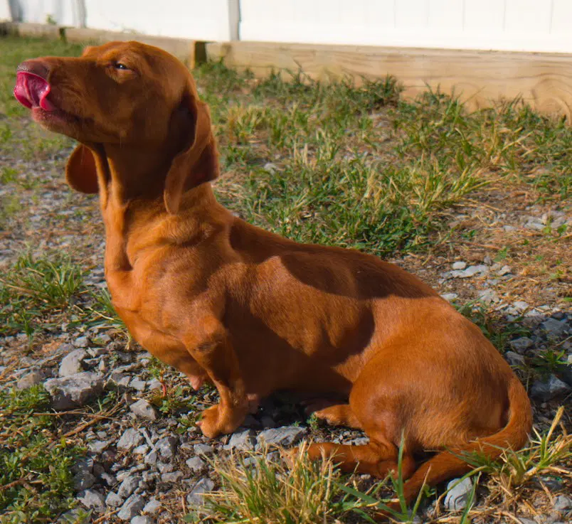 Rosie In Tn image 4
