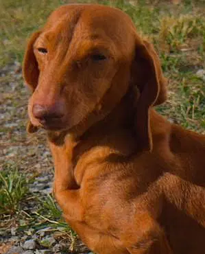 Rosie In Tn image 1