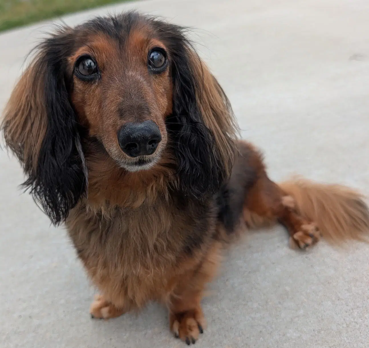 Ollie In Tn image 2