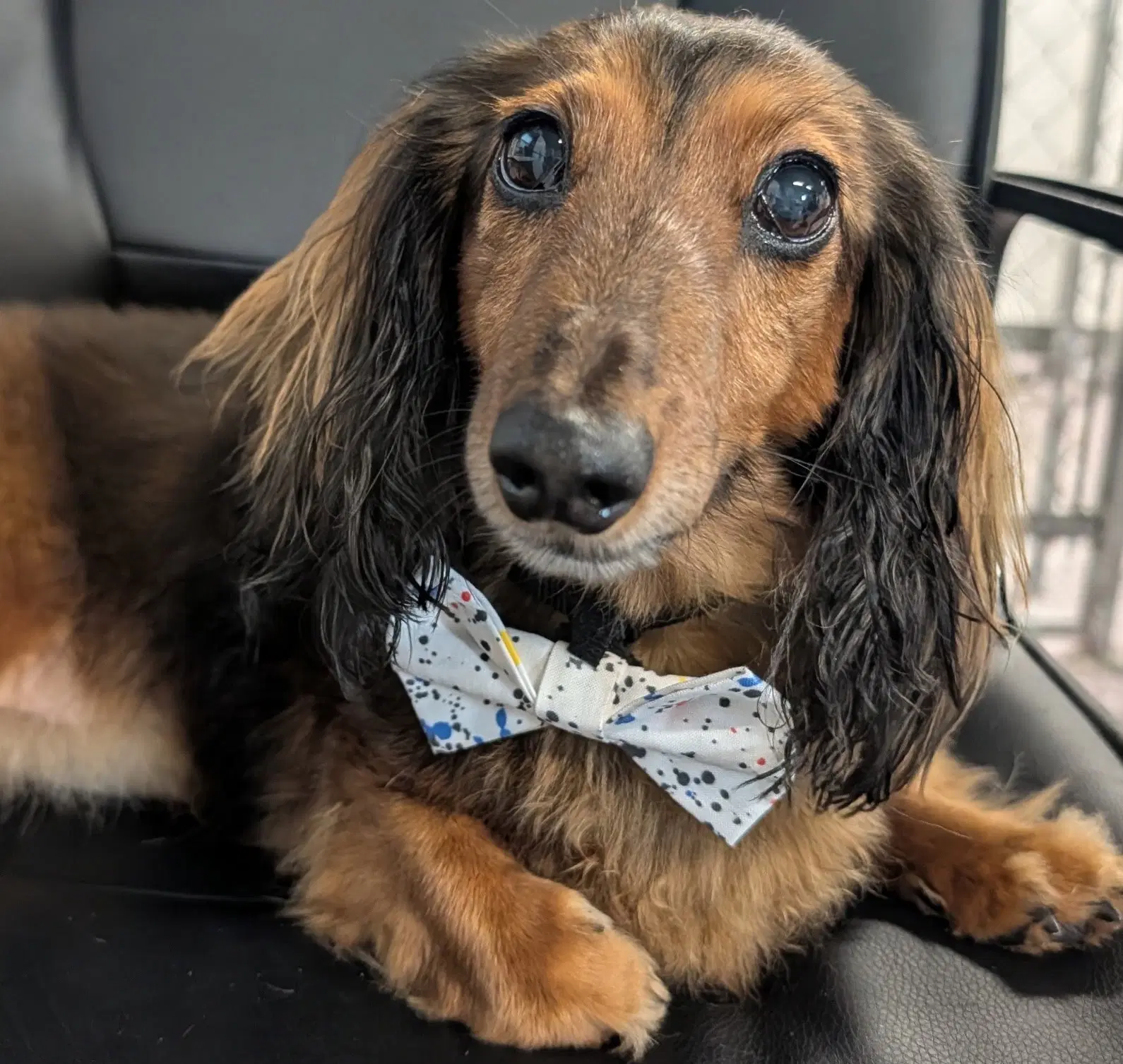 Ollie In Tn - Dachshund