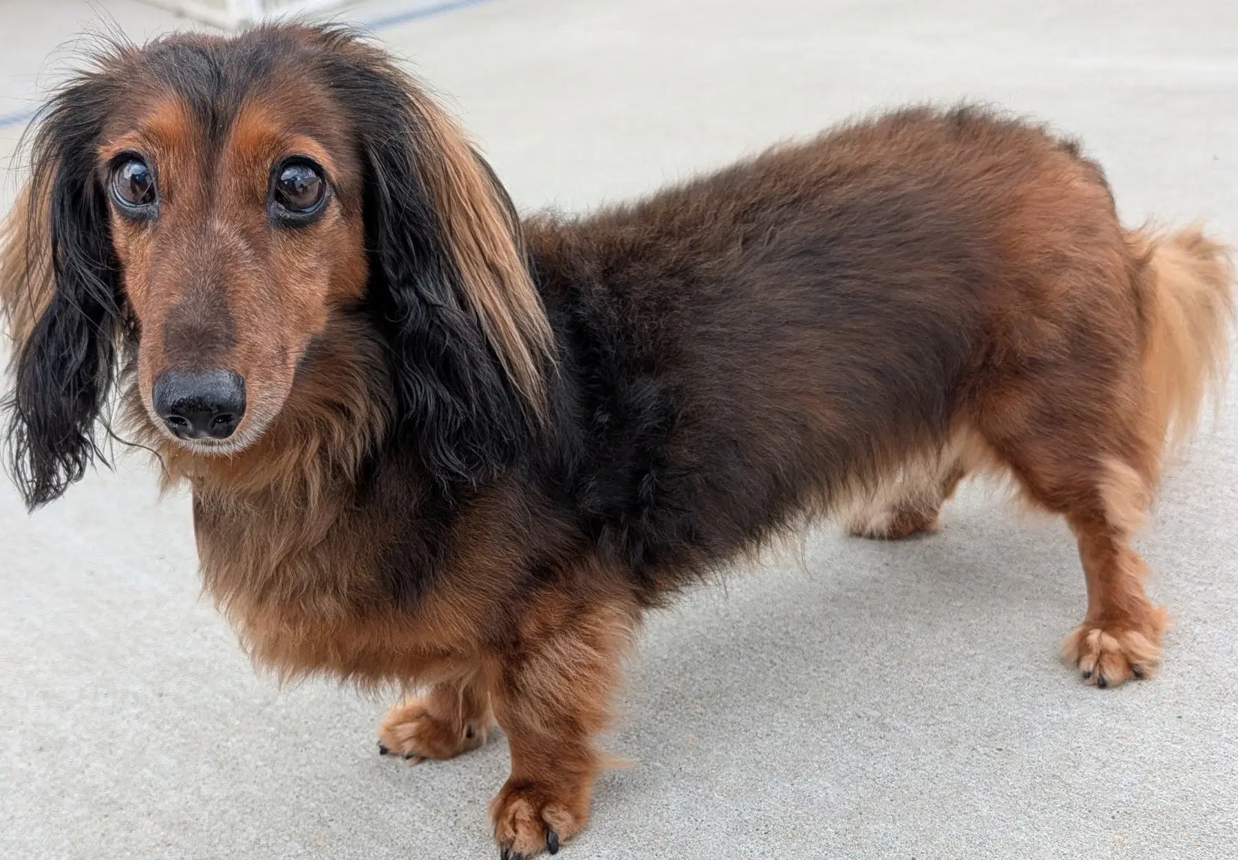 Ollie In Tn image 4
