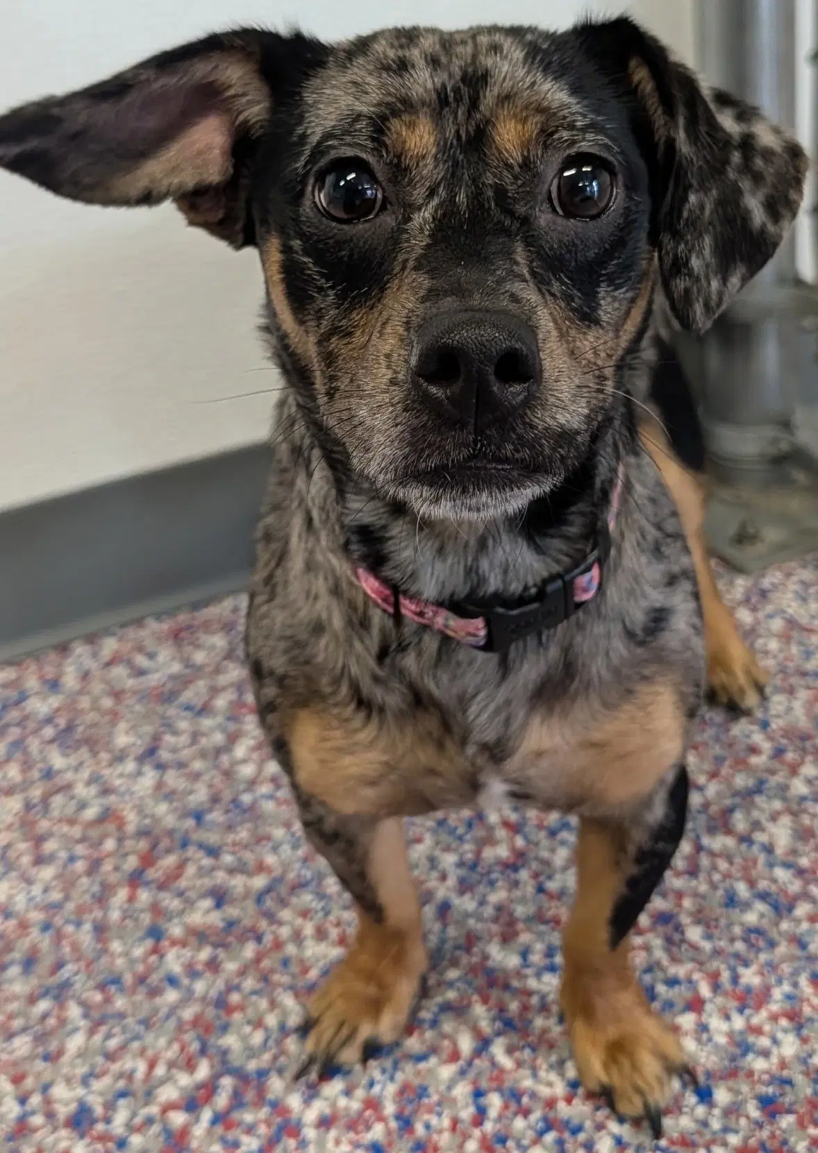 Pepper In Tn - Chihuahua
