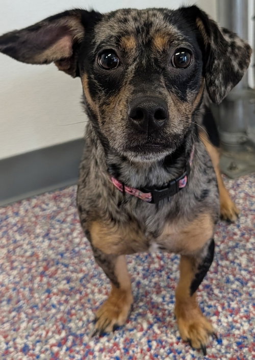 Pepper in TN