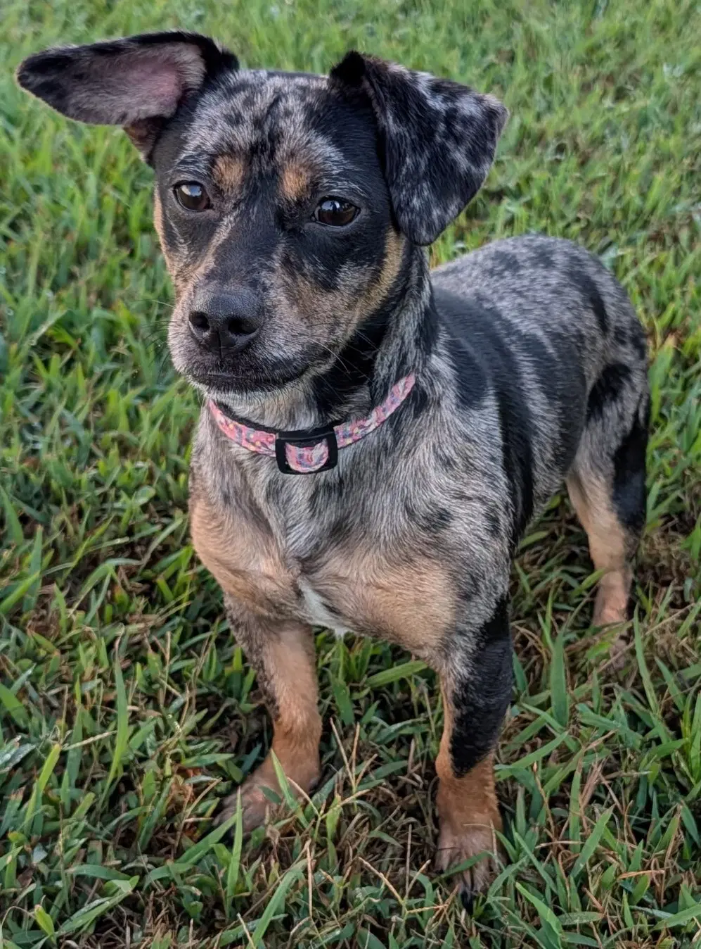Pepper In Tn image 2