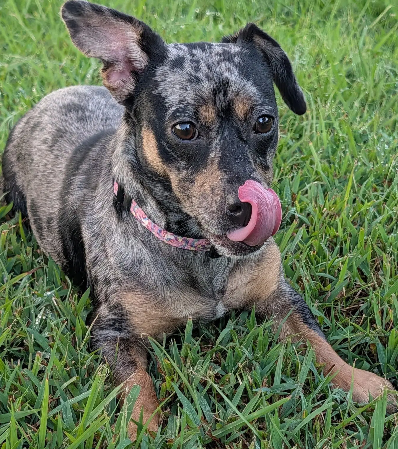 Pepper In Tn image 3