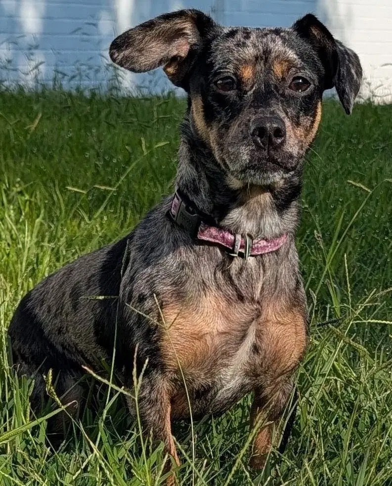 Pepper In Tn image 4