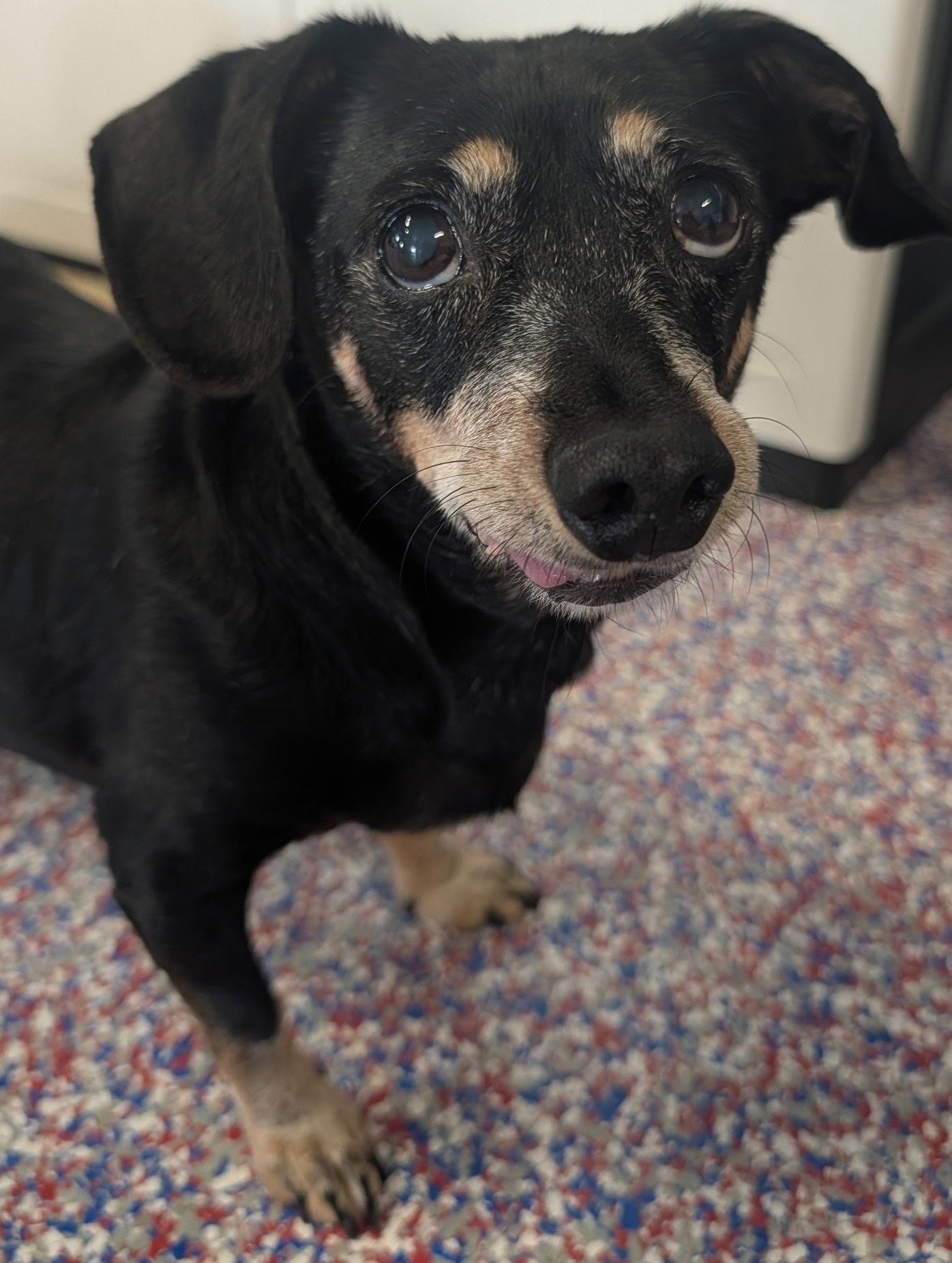 Otto in NC, Dachshund