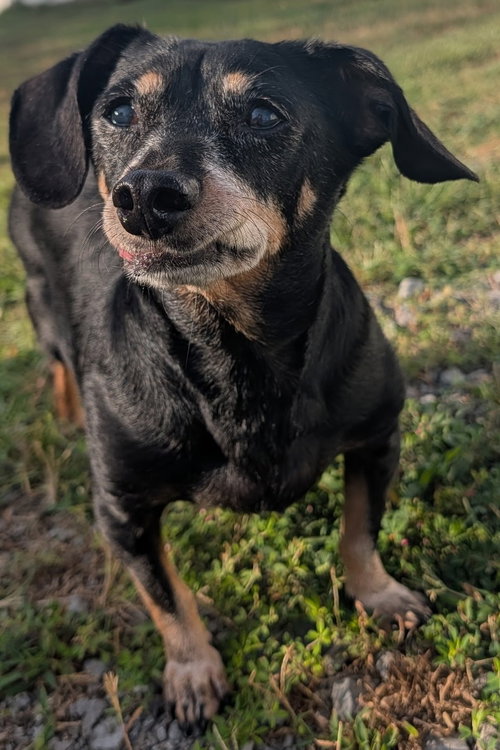 Photo 3 of Otto in NC
