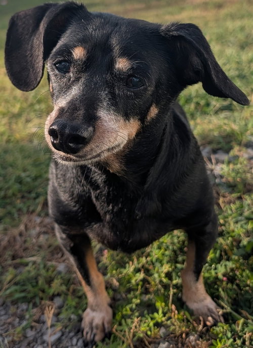 Photo 4 of Otto in NC