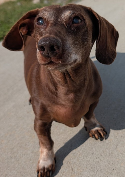 Cooper in TN photo 1