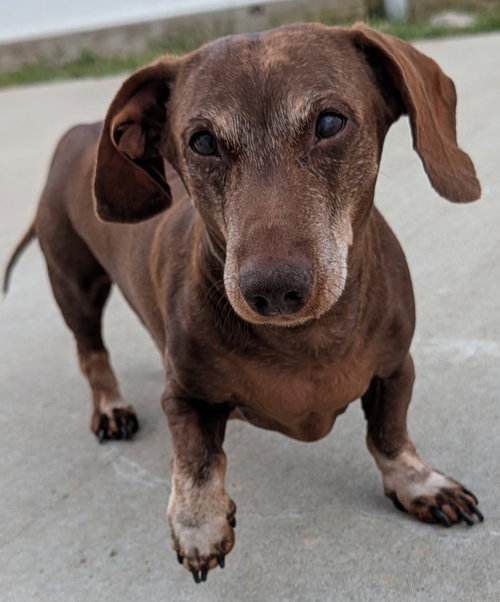 Cooper in TN photo 2