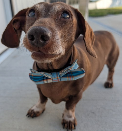 Cooper in TN photo 3