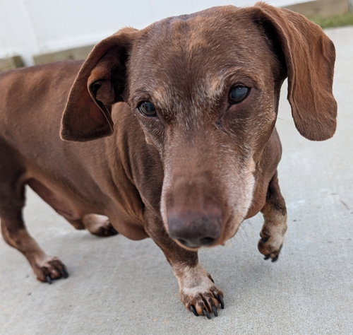 Cooper in TN photo 4