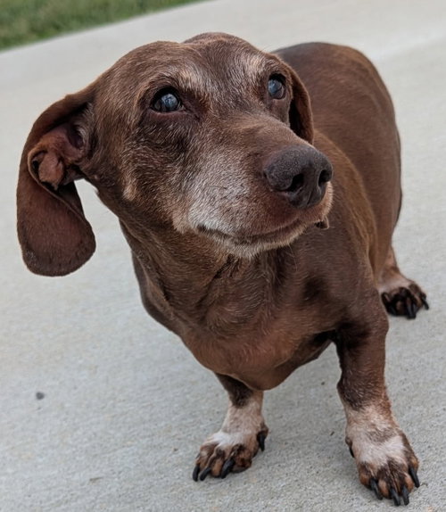 Cooper in TN photo 5