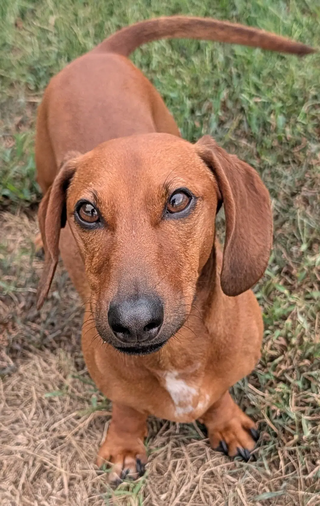Winston In La - Dachshund