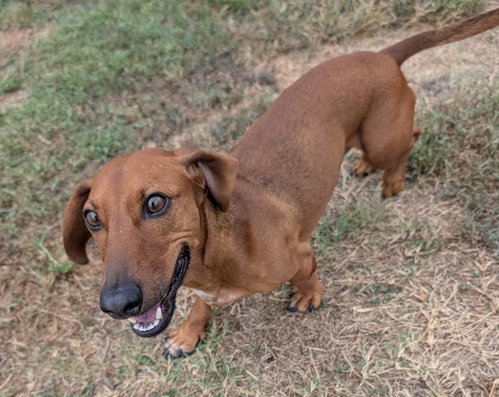 Photo 6 of Winston in LA