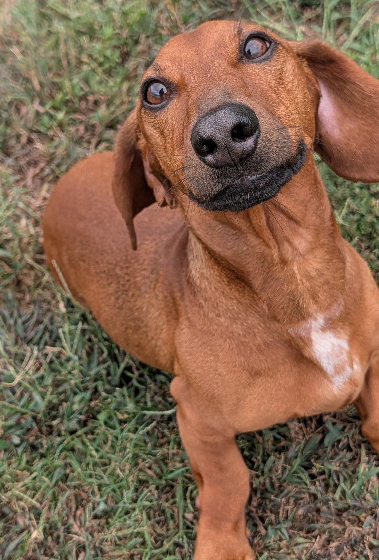 Winston in LA, photo 8