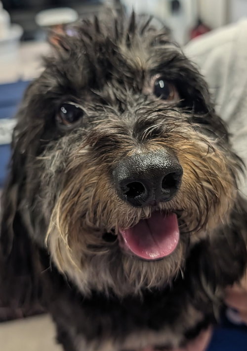 Otto in TN, a dog for adoption from All American Dachshund Rescue