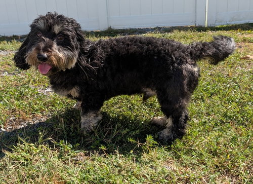 Photo 3 of Otto in TN