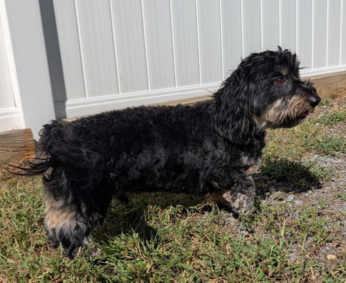Photo 4 of Otto in TN