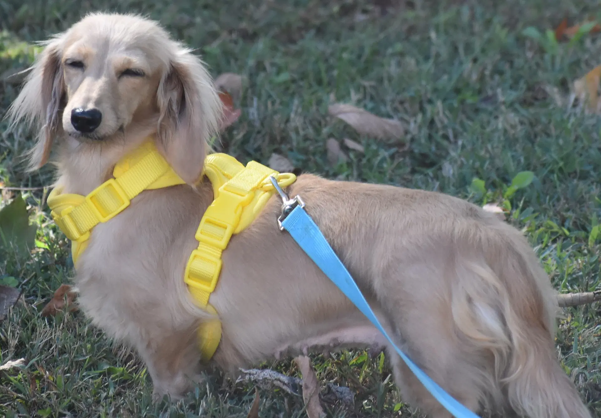Lily In Tn image 2