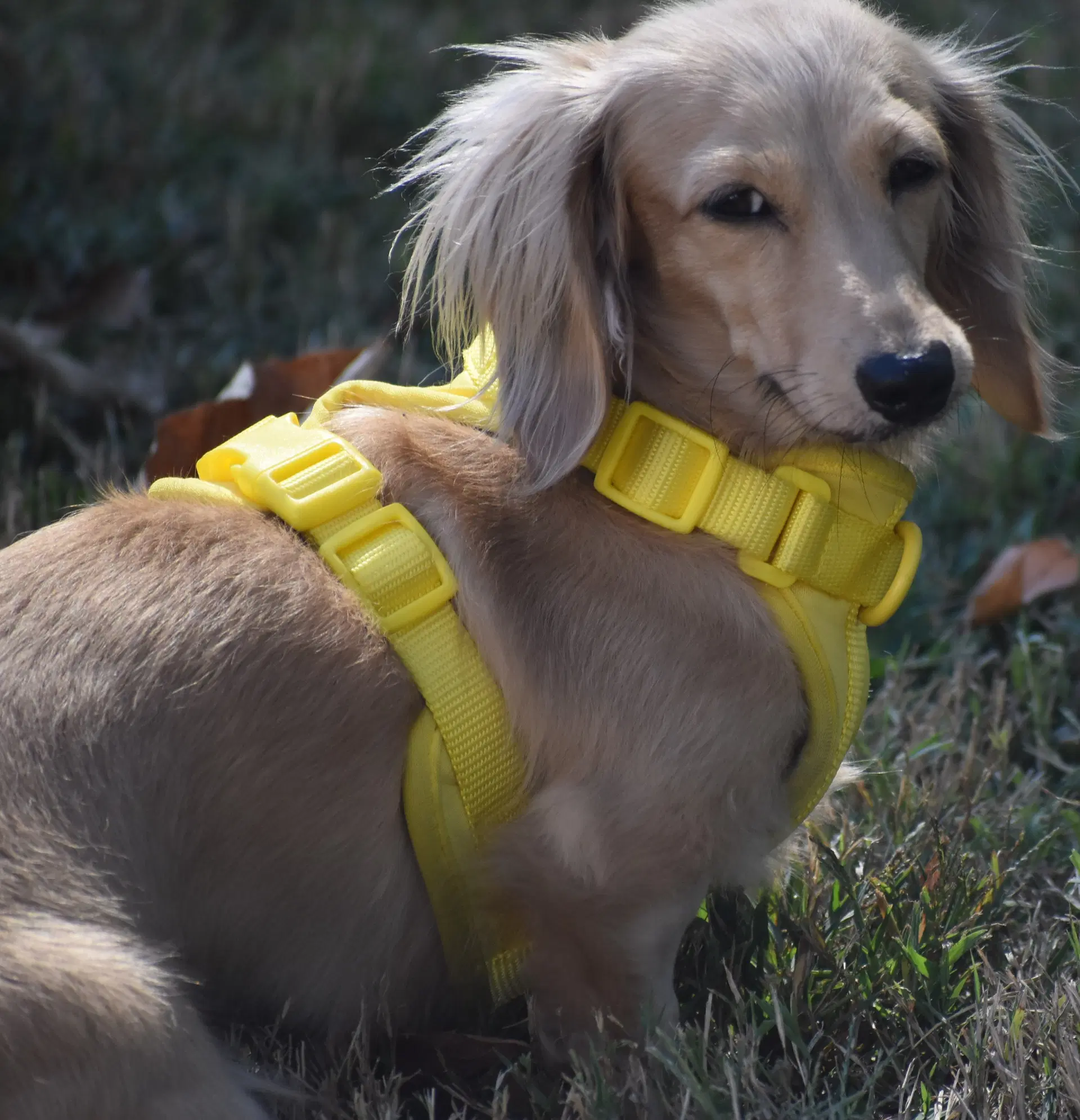 Lily In Tn image 3
