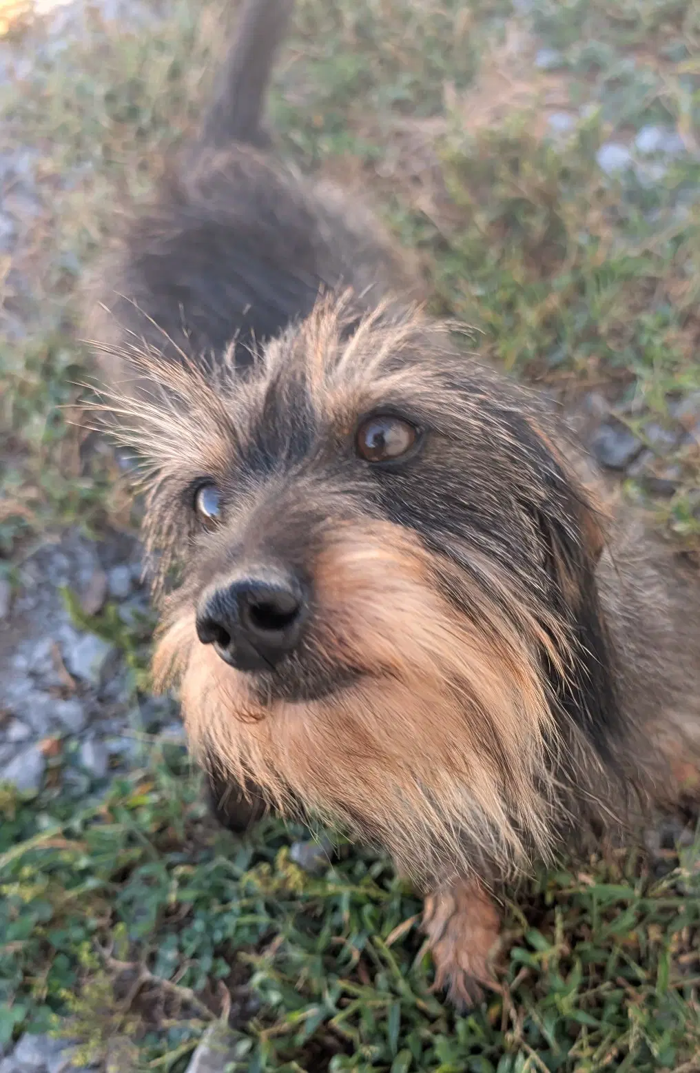 Roxy In Tn - Dachshund