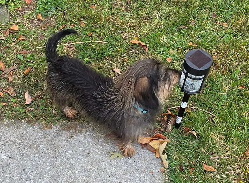 Roxy In Tn image 3