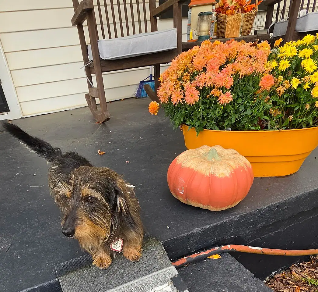 Roxy In Tn image 4