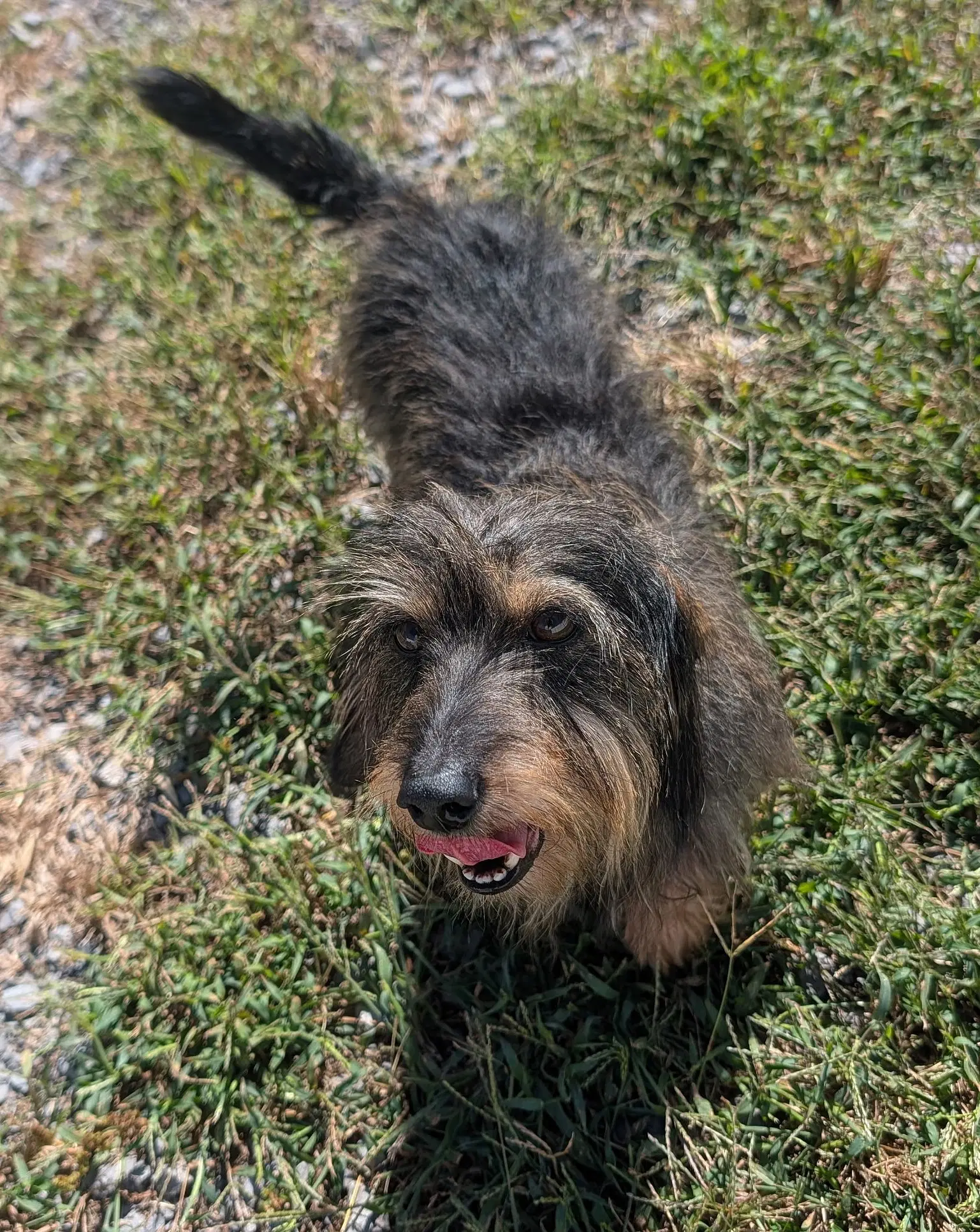 Roxy In Tn image 2