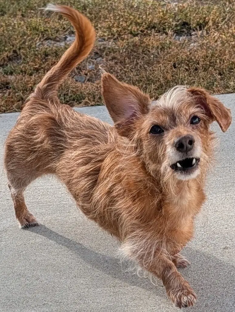 Toby In Tn image 2