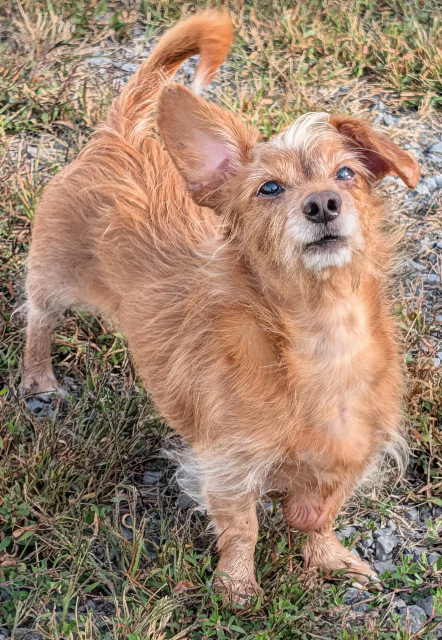 Toby In Tn image 3