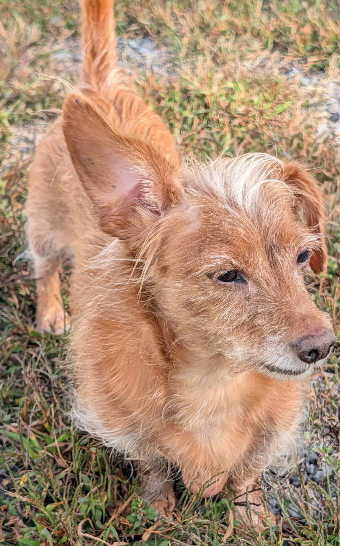 Toby In Tn image 4