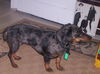 Molly 7...CA