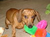 Ollie...MA