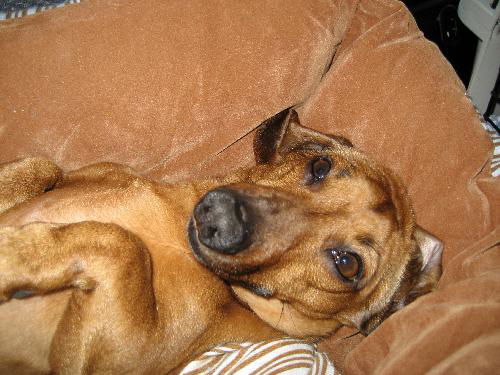 Ollie...MA