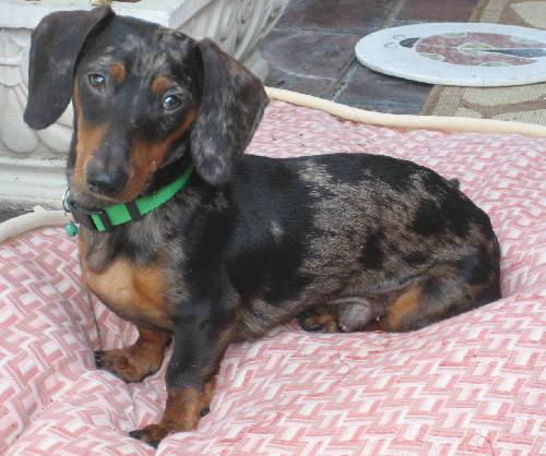AUGGIE...TX second time round