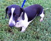OREO...FL