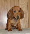 OTIS...TN