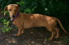 Ms PEANUT 4...MA