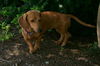 Ms PEANUT 4...MA