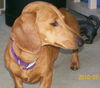 Ms PEANUT 4...MA