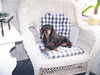 Tilly 2...NH