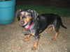 Ollie 2...MS