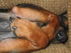 Ollie 2...MS