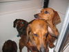 Jigs and Lacey.....ND