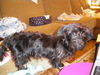Ollie 3