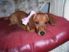 Princess...MA